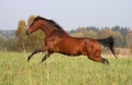 Bay horse running on the autumn meadow