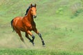Bay horse running in the field Royalty Free Stock Photo