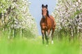 Bay horse Royalty Free Stock Photo