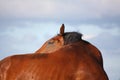 Bay horse scratching itself Royalty Free Stock Photo