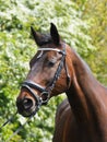 Bay Horse In Snaffle Bridle