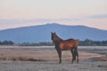 Bay horse standing on dried lake with mountain in background