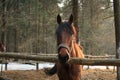 Bay horse standing in the paddock in the woods and looking at th