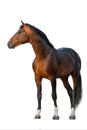 Bay horse standing on white Royalty Free Stock Photo