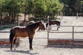 Bay horse standing at wooden fence on a farm. Horses on a ranch at summer