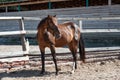 Bay horse standing at wooden fence on a farm. Horses on a ranch at summer Royalty Free Stock Photo