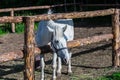 Bay Horse Standing at wooden fence in pasture