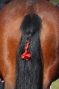 Bay horse tail with red ribbon Royalty Free Stock Photo