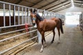 Bay horse tied to fence in barn