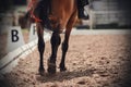 A Bay horse trots across the sandy arena with a rider in the saddle Royalty Free Stock Photo