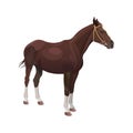 Bay horse vector