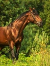 Bay horse in verdure Royalty Free Stock Photo