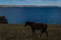 bay horse walk on grass coast, against the background of blue lake baikal, mountains Royalty Free Stock Photo