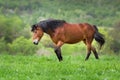 Bay horse walk Royalty Free Stock Photo