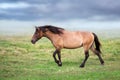 Bay mare walk Royalty Free Stock Photo