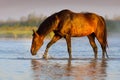 Bay horse walk in river Royalty Free Stock Photo