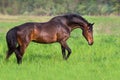 Bay horse walk Royalty Free Stock Photo