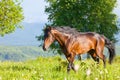 Bay horse is walked Royalty Free Stock Photo