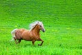 Bay horse Royalty Free Stock Photo