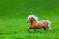 Bay horse Royalty Free Stock Photo