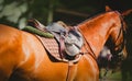 A horse is wearing sports equipment - a saddle, saddlecloth and stirrups on a summer day. Equestrian sports and horse riding