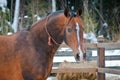 Bay horse on winter's paddock Royalty Free Stock Photo