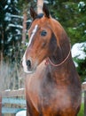 Bay horse on winter's paddock Royalty Free Stock Photo