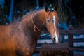 Bay horse on winter's paddock Royalty Free Stock Photo