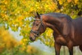 Bay horses in bridle Royalty Free Stock Photo