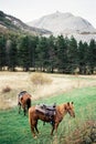 Bay horses graze in a pasture at the foot of high mountains Royalty Free Stock Photo