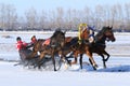 Bay horses rush on snow