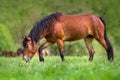 Bay hutsul horse Royalty Free Stock Photo
