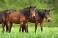 Bay hutsul horses