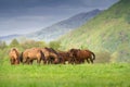 Bay hutsul horses Royalty Free Stock Photo