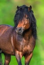 Bay hutsul stallion Royalty Free Stock Photo