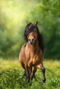 Bay Hutsul stallion with a long mane Royalty Free Stock Photo