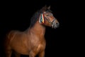 Bay hutsul stallion Royalty Free Stock Photo