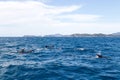 Bay of Islands dolphins