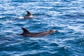 Bay of Islands dolphins