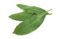 Bay laurel Royalty Free Stock Photo