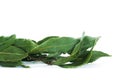 Bay laurel Royalty Free Stock Photo