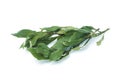 Bay laurel Royalty Free Stock Photo