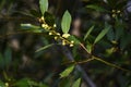 Bay laurel Laurus nobilis flowers