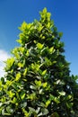 Bay Laurel Laurus Nobilis Tree Royalty Free Stock Photo