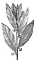 Bay Laurel or Laurus nobilis, vintage engraving