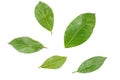 Bay laurel leaves isolated on white Royalty Free Stock Photo
