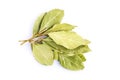 Bay laurel leaves isolated on white background Royalty Free Stock Photo