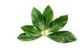 Bay laurel leaves Royalty Free Stock Photo