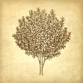 Bay laurel tree. Royalty Free Stock Photo