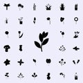 bay laurel tree icon. Plants icons universal set for web and mobile Royalty Free Stock Photo